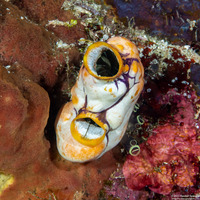 Polycarpa aurata (Ink-Spot Sea Squirt)