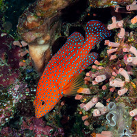 Cephalopholis miniata (Coral Grouper)