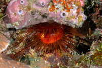 Ctenoides ales (Electric Fileclam)