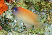 Chrysiptera rex (King Damsel)