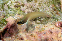 Ecsenius shirleyae (Shirley's Coralblenny)