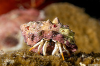 Calcinus minutus (White Hermit Crab)