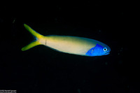 Hoplolatilus starcki (Bluehead Tilefish)