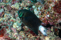Chromis xanthura (Paletail Chromis)