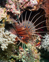 Pterois antennata (Spotfin Lionfish)