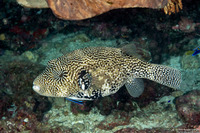 Arothron mappa (Map Puffer)
