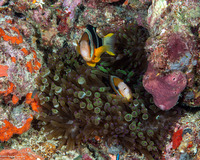 Entacmaea quadricolor (Bubble-Tip Anemone)