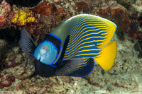 Pomacanthus imperator (Emperor Angelfish)