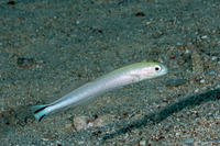 Malacanthus brevirostris (Flagtail Blanquillo)