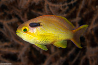Pseudanthias squamipinnis (Scalefin Anthias)
