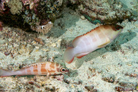 Epinephelus fasciatus (Blacktip Grouper)