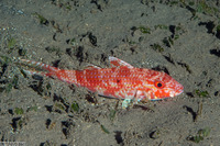 Parupeneus heptacanthus (Cinnibar Goatfish)