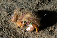 Dardanus pedunculatus (Anemone Hermit Crab)