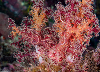 Ophiothrix purpurea (Dark Red-Spined Brittle Star)