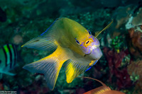 Amblyglyphidodon aureus (Golden Damsel)