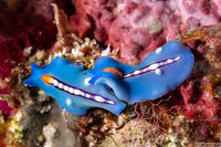 Pseudoceros liparus (Racing Stripe Flatworm)
