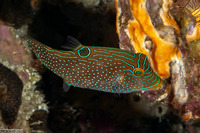 Canthigaster papua (Papuan Toby)