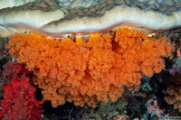 Dendronephthya sp.1 (Dendronephthya)