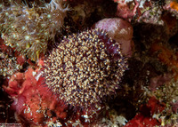 Dendronephthya sp.1 (Dendronephthya)