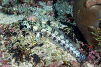 Parapercis tetracantha (Reticulated Sandperch)