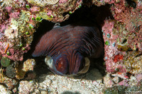 Octopus cyanea (Day Octopus)