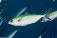 Caesio caerulaurea (Scissortail Fusilier)