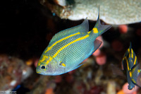Acanthochromis polyacanthus (Spiny Chromis)