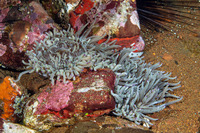 Heteractis malu (Delicate Sea Anemone)
