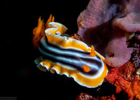 Chromodoris magnifica (Magnificent Chromodoris)