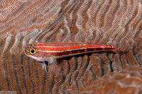 Helcogramma striata (Striped Triplefin)