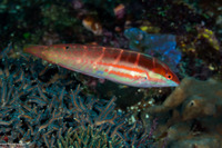 Coris dorsomacula (Pale-Barred Coris)