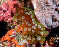 Triactis producta (Girdled Anemone)