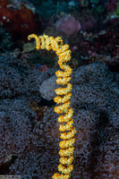 Cirrhipathes spiralis (Spiral Wire Coral)