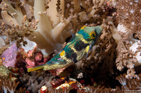 Canthigaster valentini (Black-Saddled Toby)