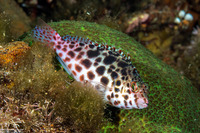 Cirrhitichthys oxycephalus (Pixy Hawkfish)