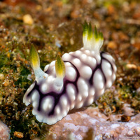Goniobranchus geometricus (Geometric Chromodoris)