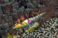 Halichoeres nebulosus (Nebulous Wrasse)