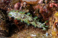 Marionia sp.1 (Marionia sp.1)