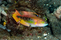 Oxycheilinus bimaculatus (Twospot Wrasse)
