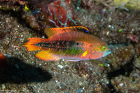 Oxycheilinus bimaculatus (Twospot Wrasse)