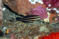 Chlorurus microrhinos (Steephead Parrotfish)