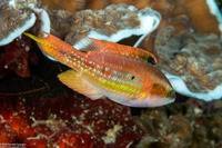 Oxycheilinus bimaculatus (Twospot Wrasse)