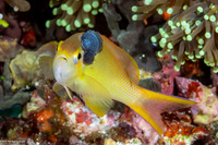 Pseudanthias squamipinnis (Scalefin Anthias)