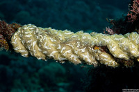 Leptoclinides cf. reticulatus (Leptoclinides cf. Reticulatus)