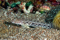 Istigobius ornatus (Ornate Sandgoby)