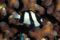Dascyllus aruanus (Humbug Dascyllus)