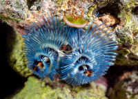 Spirobranchus sp.1 (Christmas Tree Worm)