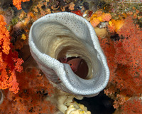 Amphimedon sp.1 (Vase Sponge)