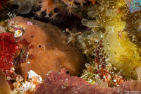 Cuapetes tenuipes (Glass Shrimp)