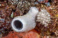 Amphimedon sp.1 (Vase Sponge)